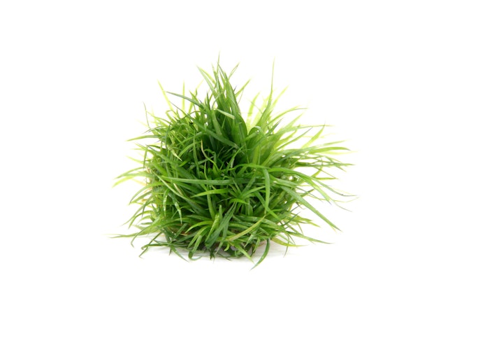 Eriocaulon cinereum In-Vitro