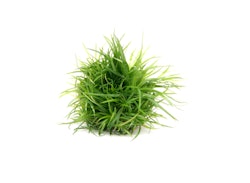 Eriocaulon cinereum In-Vitro