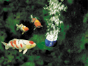 Vorschaubild Oase AquaOxy 240