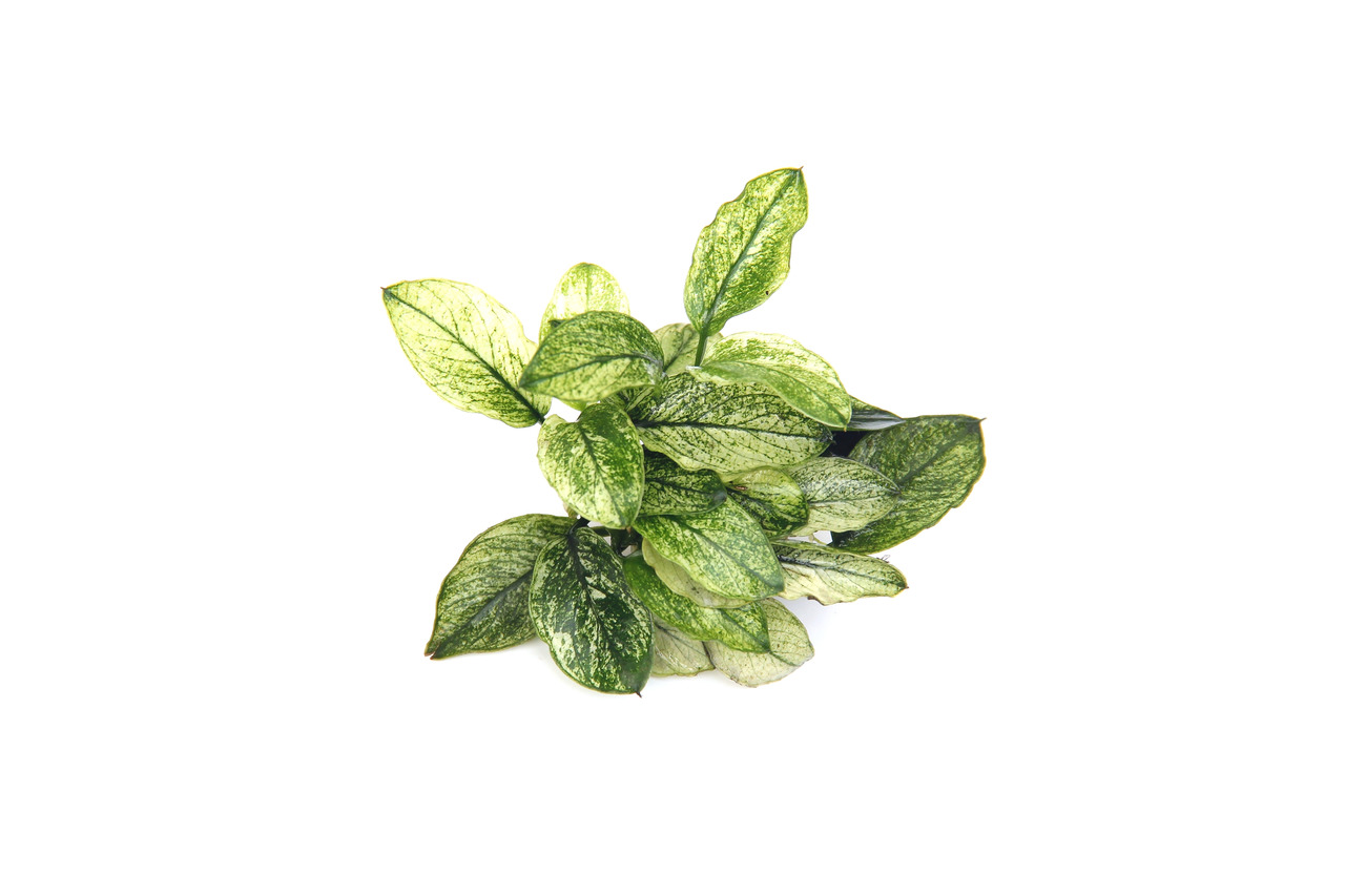 Anubias barteri var. nana 'Pinto' Topf