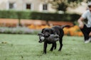 Vorschaubild HUNTER Tirana Bär Hundespielzeug