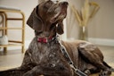 Vorschaubild Wolters Active Pro Comfort rot Hundehalsband
