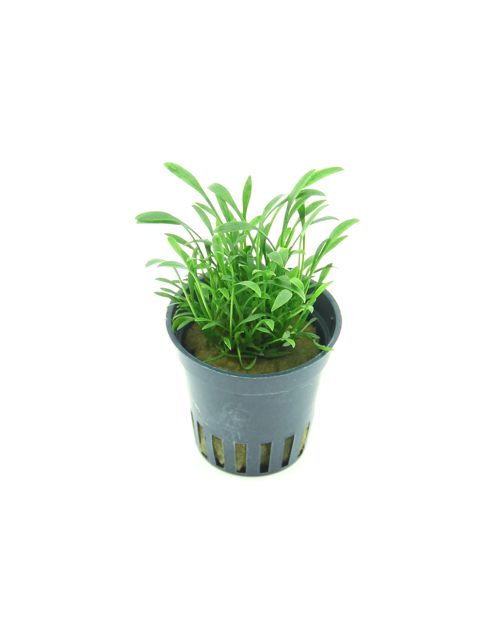 Cryptocoryne parva Topf