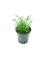 Cryptocoryne parva Topf
