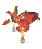 biOrb Seidenpflanzen Set groß grün & rot (46102)