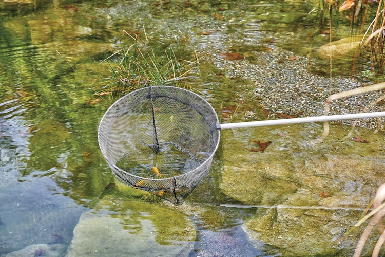 Oase Fischkescher groß