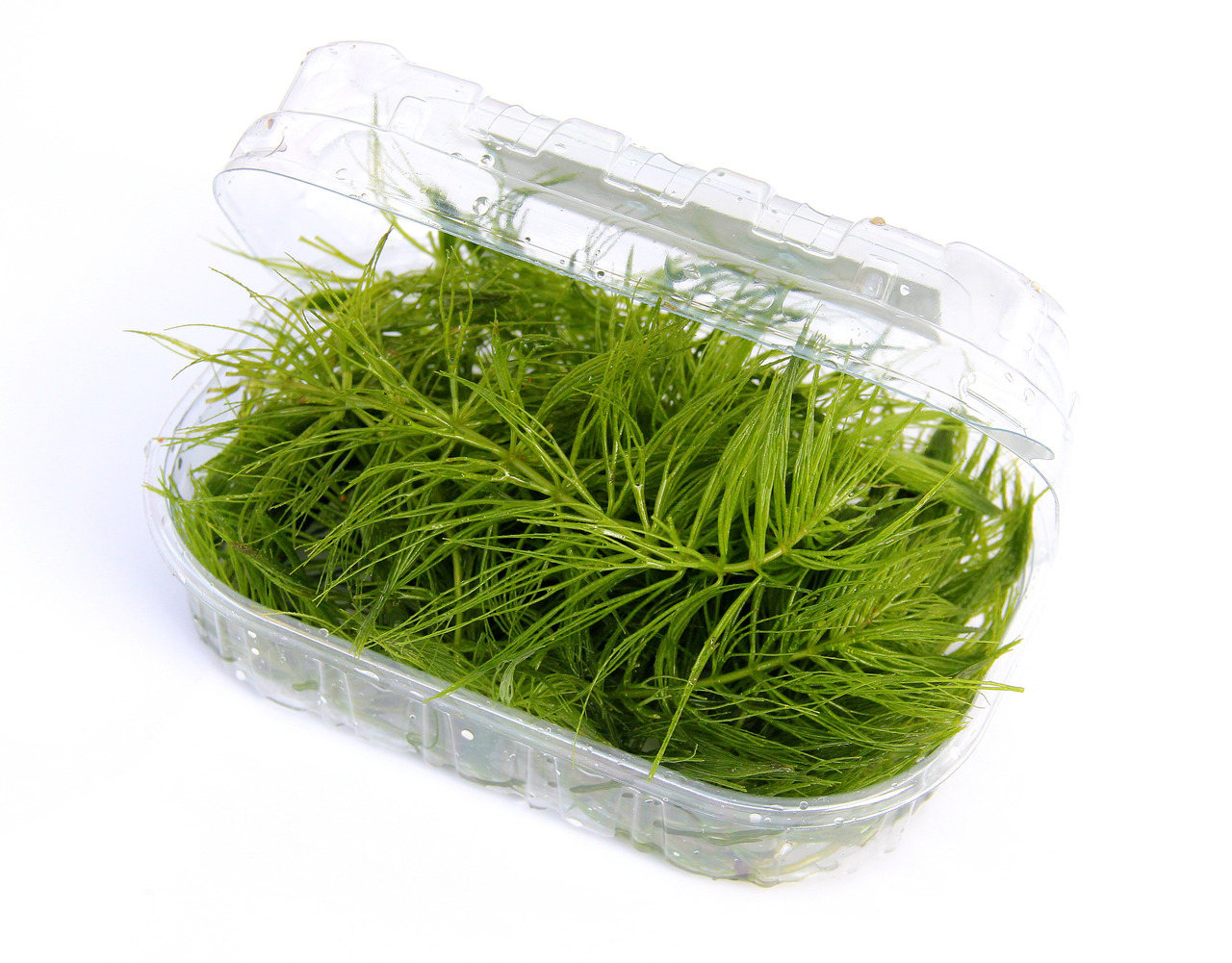 Ceratophyllum demersum Portion