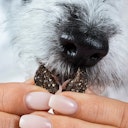 Vorschaubild Tierliebhaber Darmpflege Drops