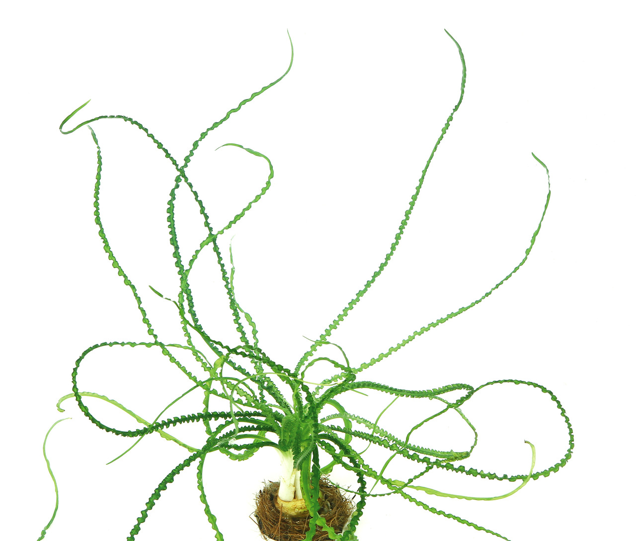 Crinum calamistratum Topf