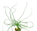 Vorschaubild Crinum calamistratum Topf