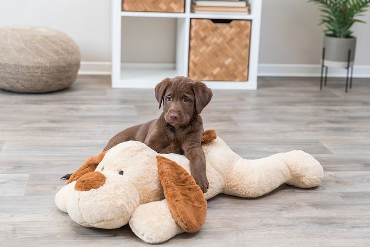 TRIXIE Ankuschelhund Benny, Plüsch, 75 cm, beige/braun