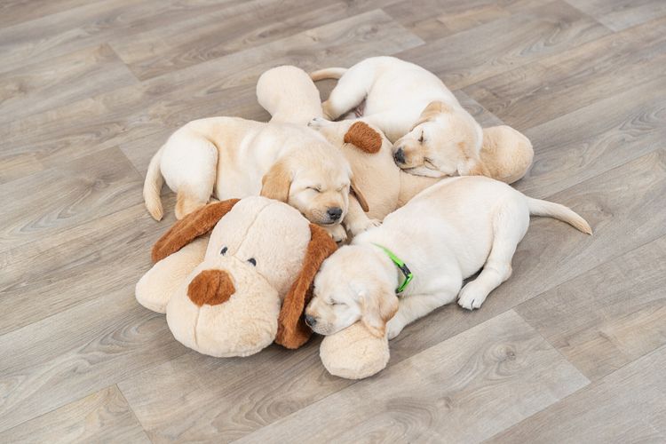 TRIXIE Ankuschelhund Benny, Plüsch, 75 cm, beige/braun