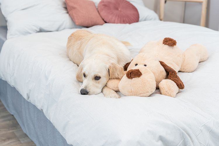 TRIXIE Ankuschelhund Benny, Plüsch, 75 cm, beige/braun