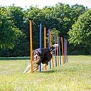 Vorschaubild TRIXIE Fun Agility Slalom, Kunststoff, ø 3 × 115 cm, 12 St., blau/orange