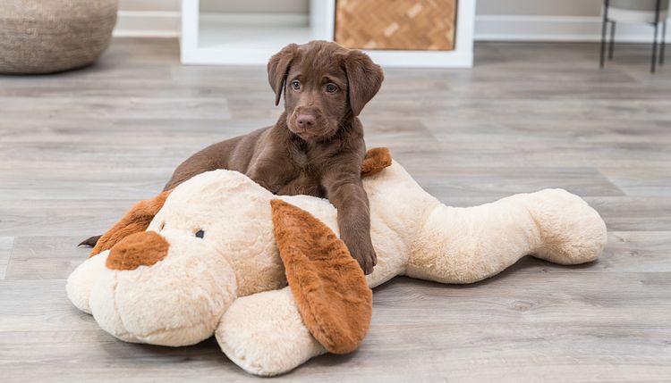 TRIXIE Ankuschelhund Benny, Plüsch, 75 cm, beige/braun
