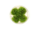 Vorschaubild Riccardia chamedryfolia In-Vitro