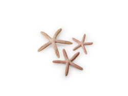 biOrb Seesterne Set 3 natural (48357)