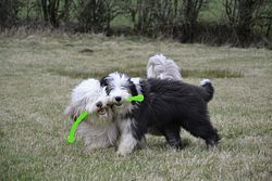 KONG Safestix Small Hundespielzeug