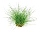Vorschaubild Eleocharis acicularis