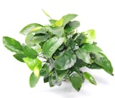 Vorschaubild Anubias barteri var. nana 'Bigfoot' Topf XL