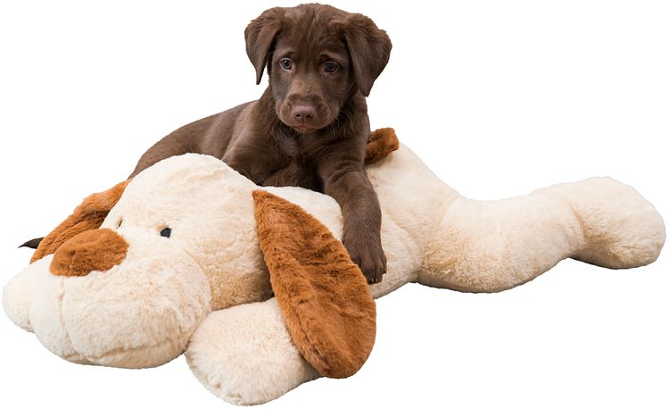 TRIXIE Ankuschelhund Benny, Plüsch, 75 cm, beige/braun