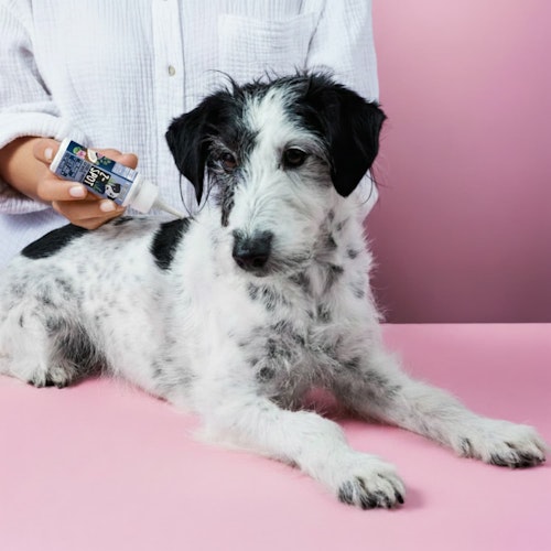 Tierliebhaber Z-Spot