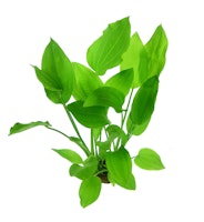 Echinodorus argentinensis
