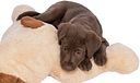 Vorschaubild TRIXIE Ankuschelhund Benny, Plüsch, 75 cm, beige/braun