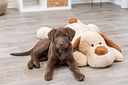 Vorschaubild TRIXIE Ankuschelhund Benny, Plüsch, 75 cm, beige/braun