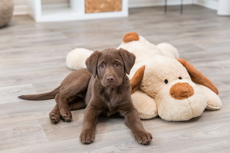 TRIXIE Ankuschelhund Benny, Plüsch, 75 cm, beige/braun
