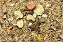 Vorschaubild JR FARM Farm Food Rennmaus 500g Kleintierfutter