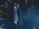 Oase Wasserspiel Water Starlet