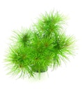 Vorschaubild Pogostemon deccanensis