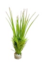 Vorschaubild Sydeco Oasis Baby 18 Zentimeter Aquariendekoration