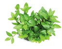 Vorschaubild Staurogyne repens