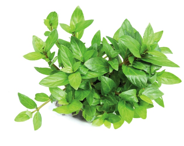 Staurogyne repens