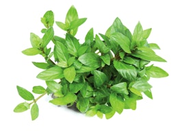 Staurogyne repens