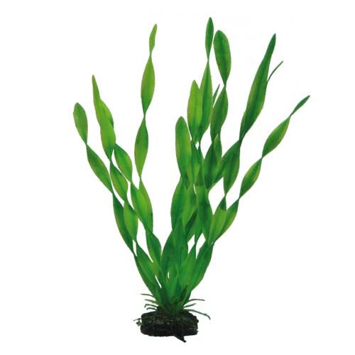 HOBBY Plant Vallisneria Aquarieneinrichtung