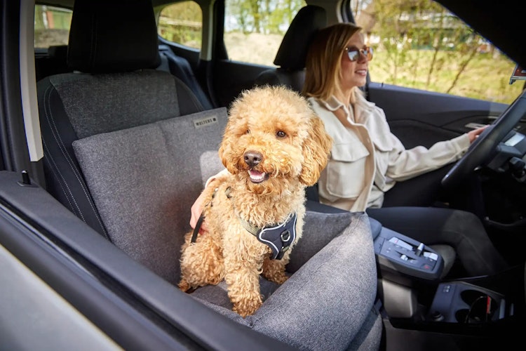 WOLTERS Dog Traveling Autositz 50 x 40 x 25 cm dunkelgrau