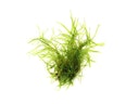 Vorschaubild Taxiphyllum alternans 'Taiwan' In-Vitro