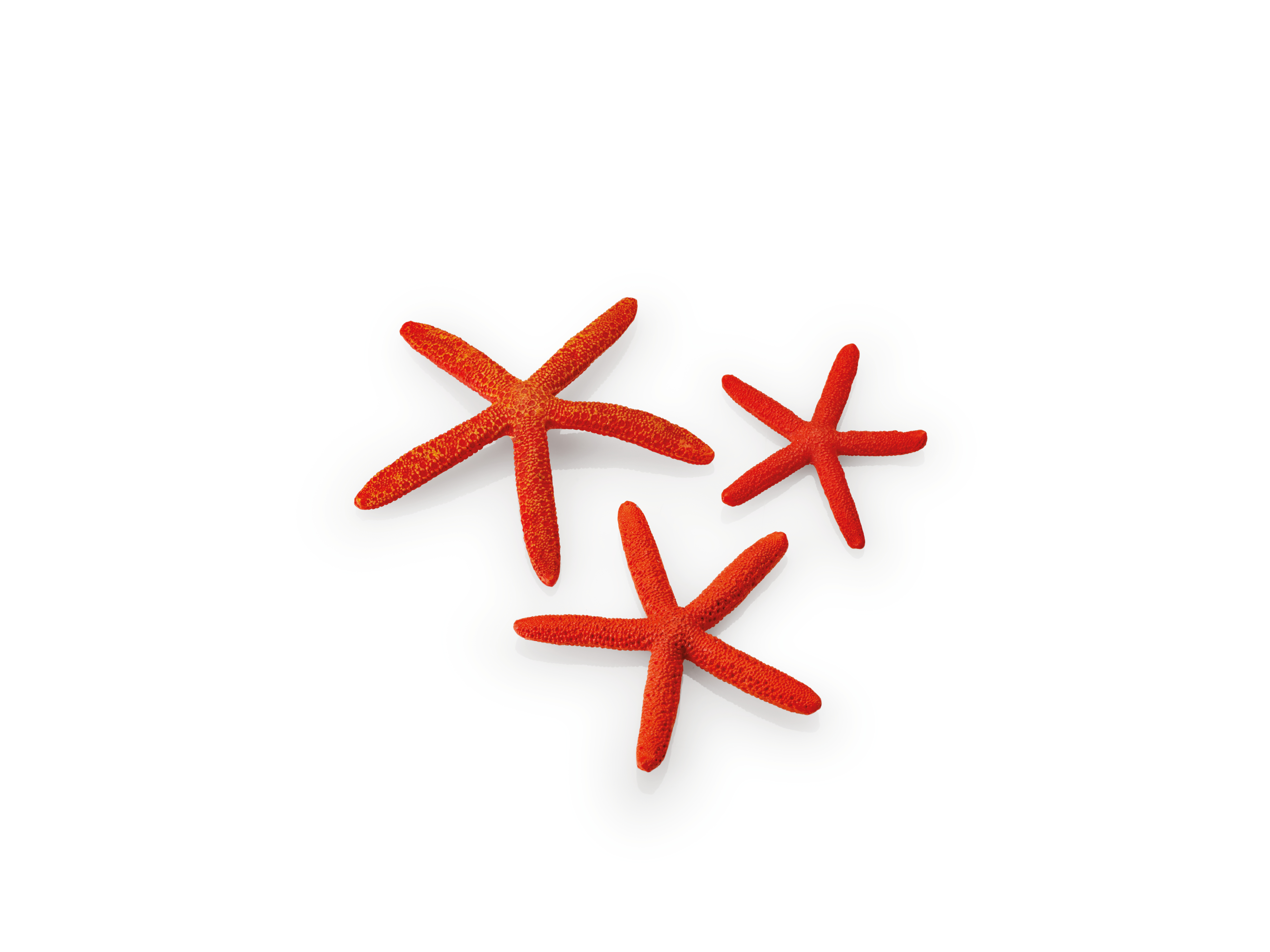 biOrb Seesterne Set 3 rot (48356)