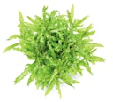 Vorschaubild Pogostemon helferi