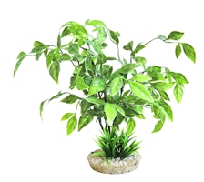 Sydeco Echinodorus Plant Aquariendekoration