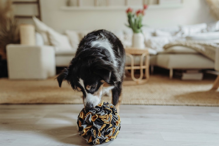HUNTER Schnüffelball Eiby blau/grau/gelb Hundespielzeug