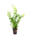 Vorschaubild Ceratopteris thalictroides Topf