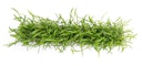 Vorschaubild Lilaeopsis brasiliensis