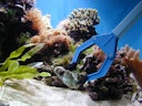 Vorschaubild TUNZE Aquarienzange