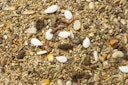 Vorschaubild JR FARM Zwerghamster-Schmaus 600g Kleintierfutter