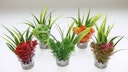 Vorschaubild Sydeco Nano Fiesta Flower 14 Zentimeter Aquariendekoration