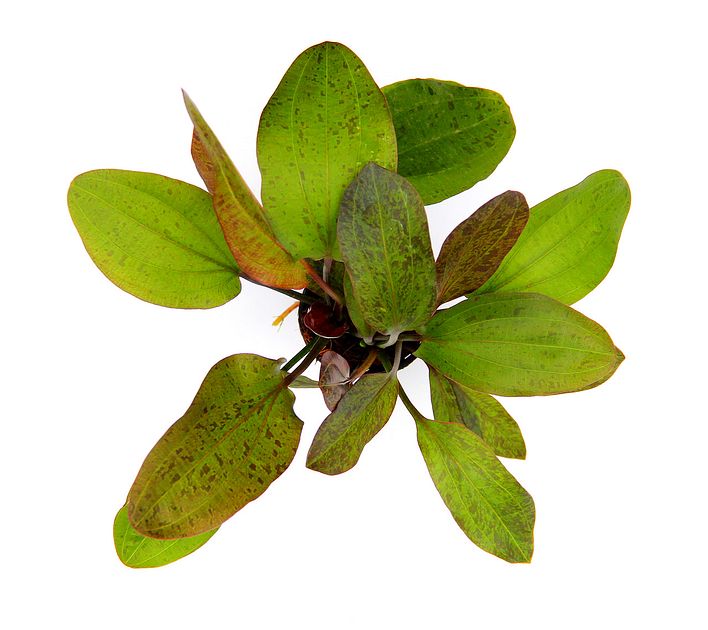 Echinodorus 'Ozelot' online kaufen | ZOOLOGO Online Shop